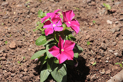 עבודה בצילום by shaked - Illustrated by שקד אליהו - Ourboox.com