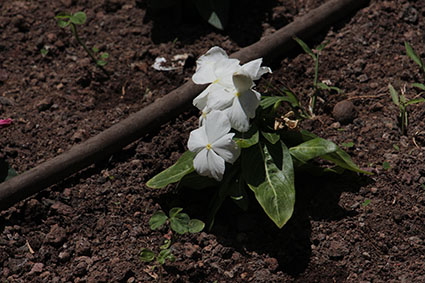 עבודה בצילום by shaked - Illustrated by שקד אליהו - Ourboox.com