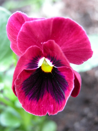 פריחה באביב by miri - Ourboox.com