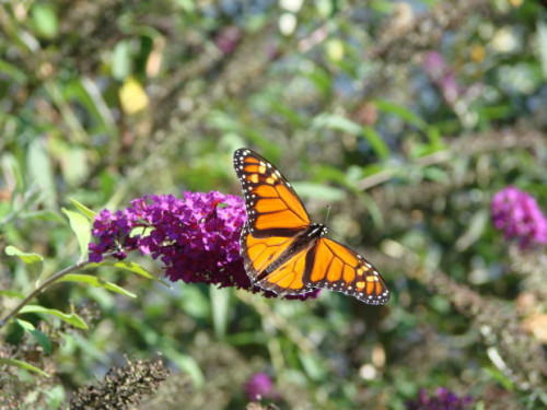 פריחה באביב by miri - Ourboox.com