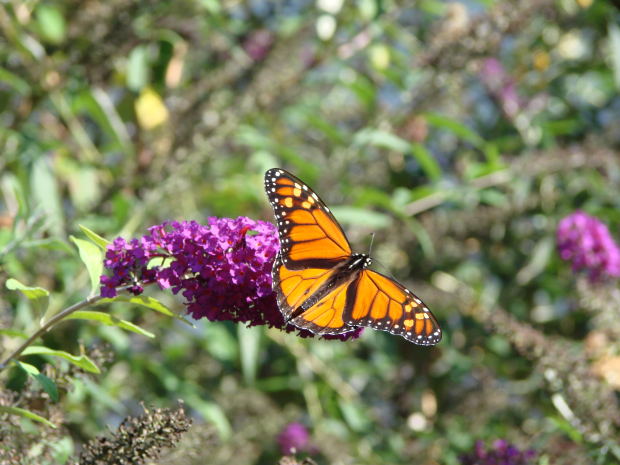 פריחה באביב by miri - Ourboox.com