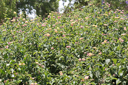 עבודה בצילום by shaked - Illustrated by שקד אליהו - Ourboox.com