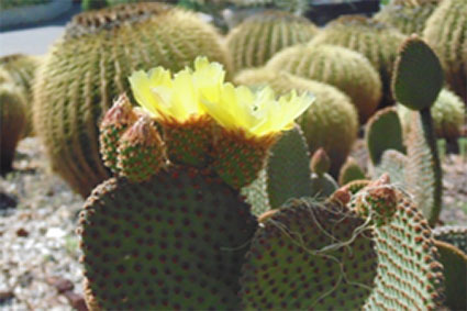 פרויקט בצילום by surafel - Illustrated by סוראפל דמילאו - Ourboox.com