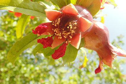 פרויקט בצילום by surafel - Illustrated by סוראפל דמילאו - Ourboox.com