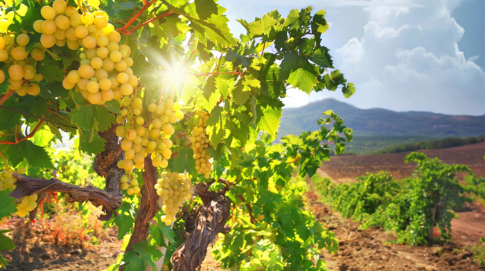 שבועות by shira - Ourboox.com