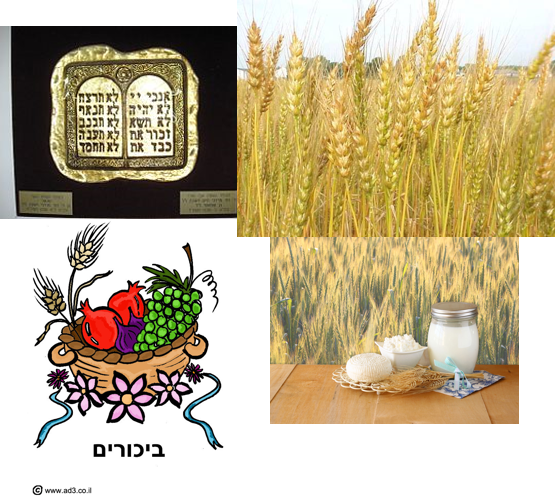 חג השבועות by Shlev - Ourboox.com