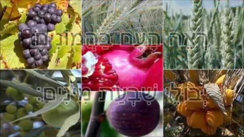 אַגָּדָה עַל שִׁבְעַת הַמִּינִים / אֱלִיעֶזֶר טירקל by yana - Ourboox.com