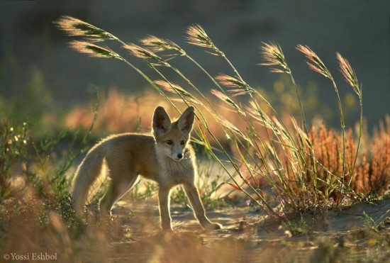 פרויקט עיוני בצילום by shirel kadshny - Ourboox.com