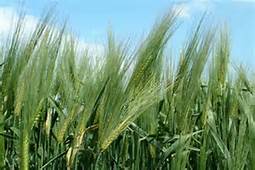 חג שבועות by shani - Illustrated by שני ארוש - Ourboox.com