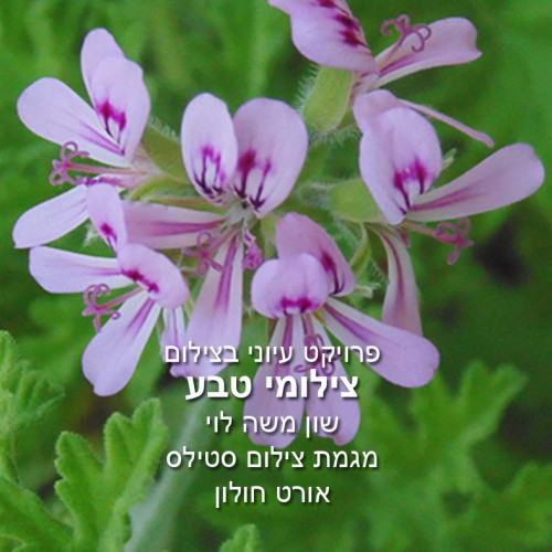 פרויקט עיוני בצילום by shon levi - Ourboox.com