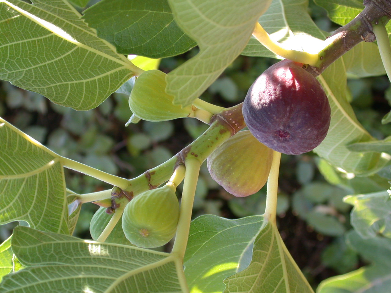 חג שבועות by shani - Illustrated by שני ארוש - Ourboox.com