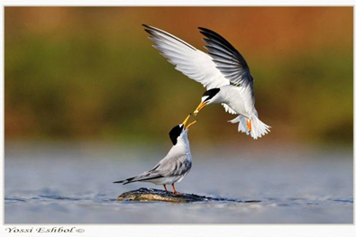פרויקט עיוני בצילום by shon levi - Ourboox.com