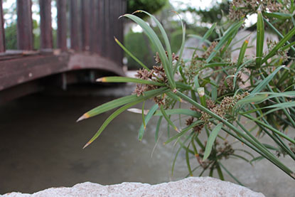 פרויקט גמר צילום by yarin rabia - Ourboox.com