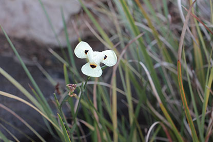 פרויקט גמר צילום by yarin rabia - Ourboox.com