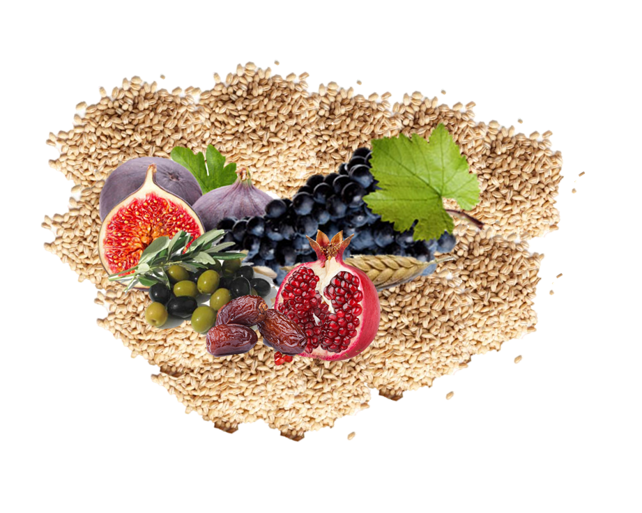 שבועות by dana - Ourboox.com