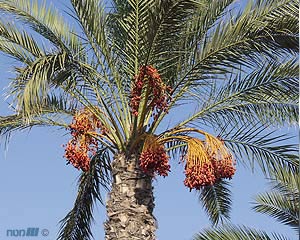 חג שבועות by shani - Illustrated by שני ארוש - Ourboox.com