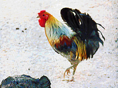 פרויקט בצילום by surafel - Illustrated by סוראפל דמילאו - Ourboox.com