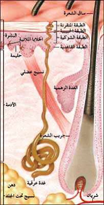 التعفن الجرثومي by amel - Ourboox.com