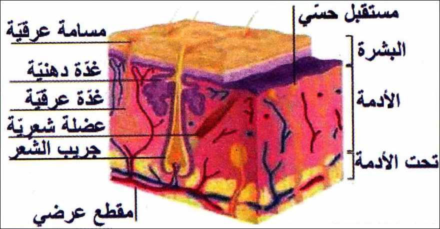 التعفن الجرثومي by malek - Illustrated by التعفن الجرثومي - Ourboox.com