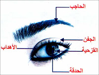 العين by mohamed mhamdi - Illustrated by محمد المحمدي - Ourboox.com