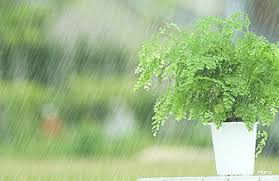 الفصول الاربعه by tala abu khalaf - Ourboox.com