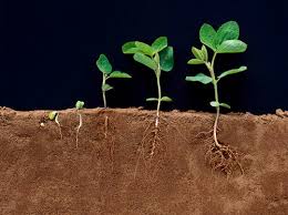 النباتات by marwa.sbitan - Illustrated by marwa sbitan - Ourboox.com