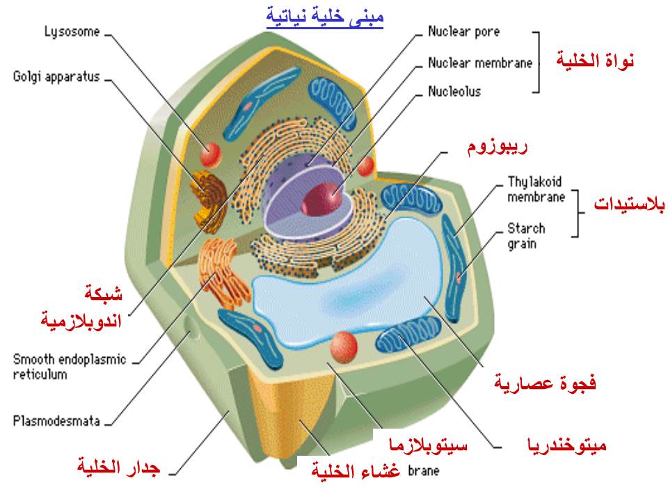 بصمة من فلسطين by etaf baniodeh - Ourboox.com