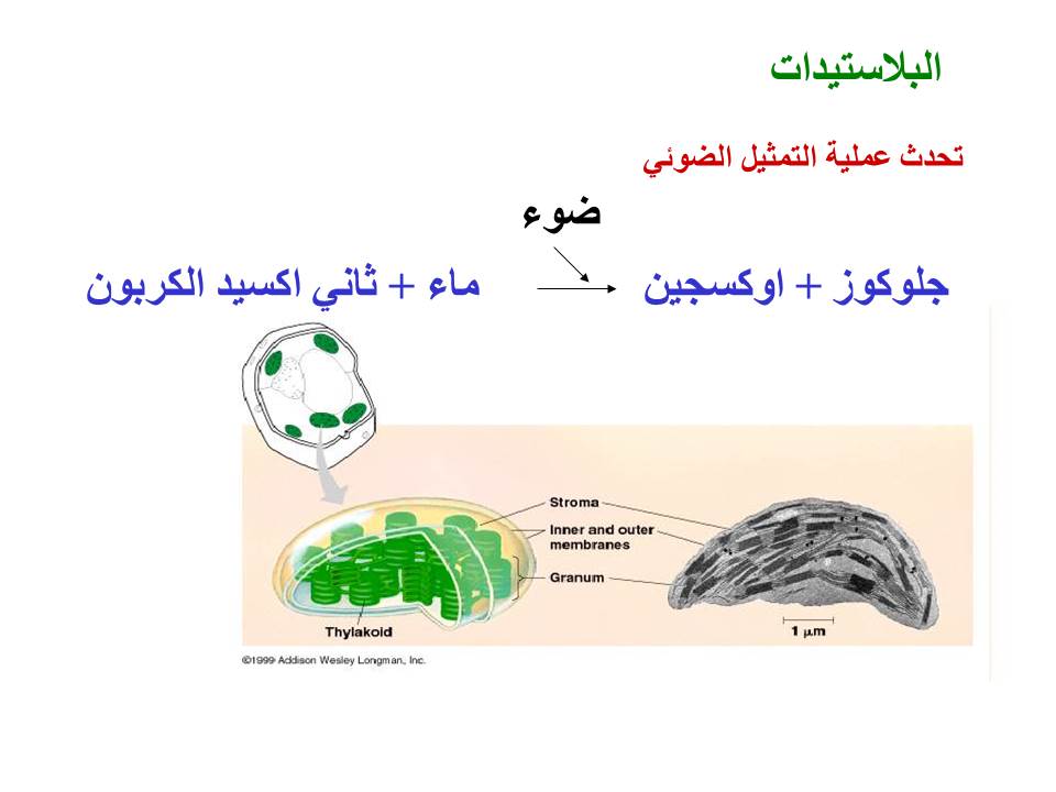 بصمة من فلسطين by etaf baniodeh - Ourboox.com
