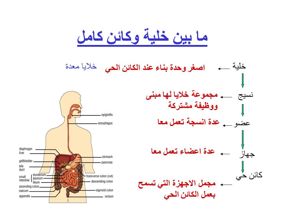 بصمة من فلسطين by etaf baniodeh - Ourboox.com