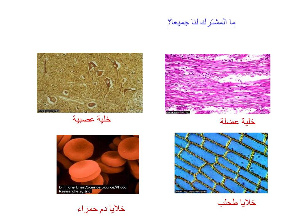 بصمة من فلسطين by etaf baniodeh - Ourboox.com