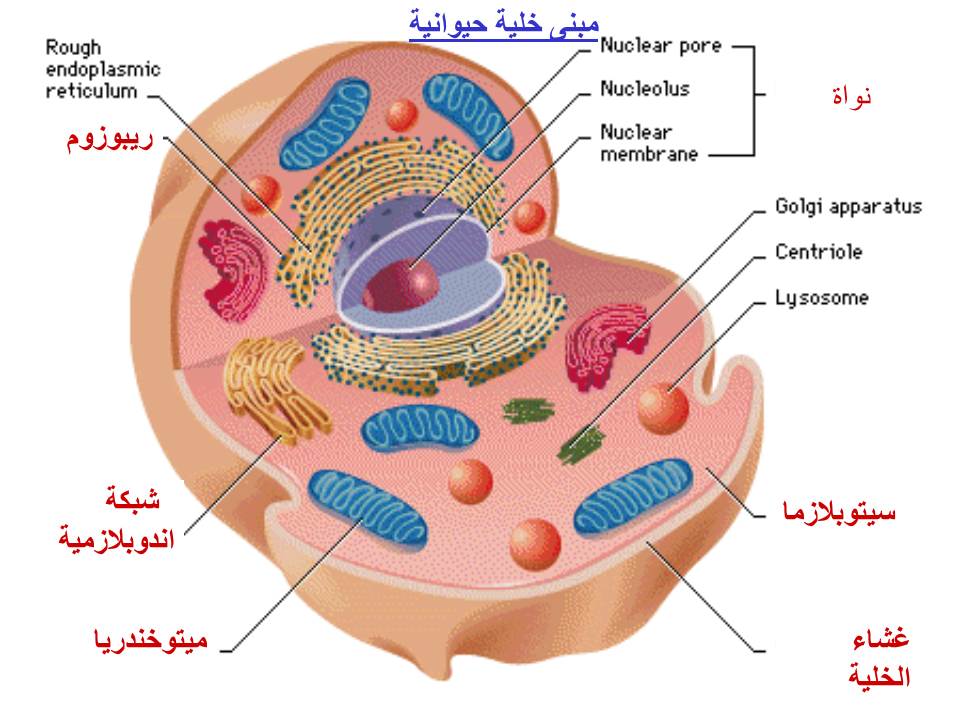 بصمة من فلسطين by etaf baniodeh - Ourboox.com