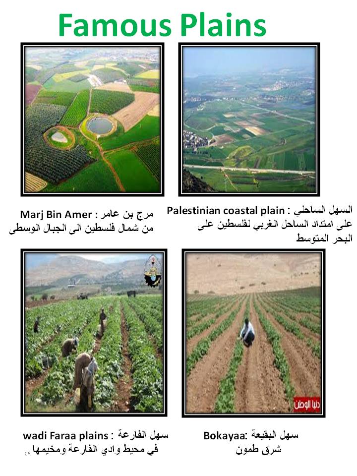 بصمة من فلسطين by etaf baniodeh - Ourboox.com