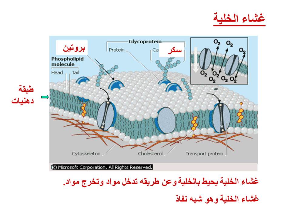 بصمة من فلسطين by etaf baniodeh - Ourboox.com