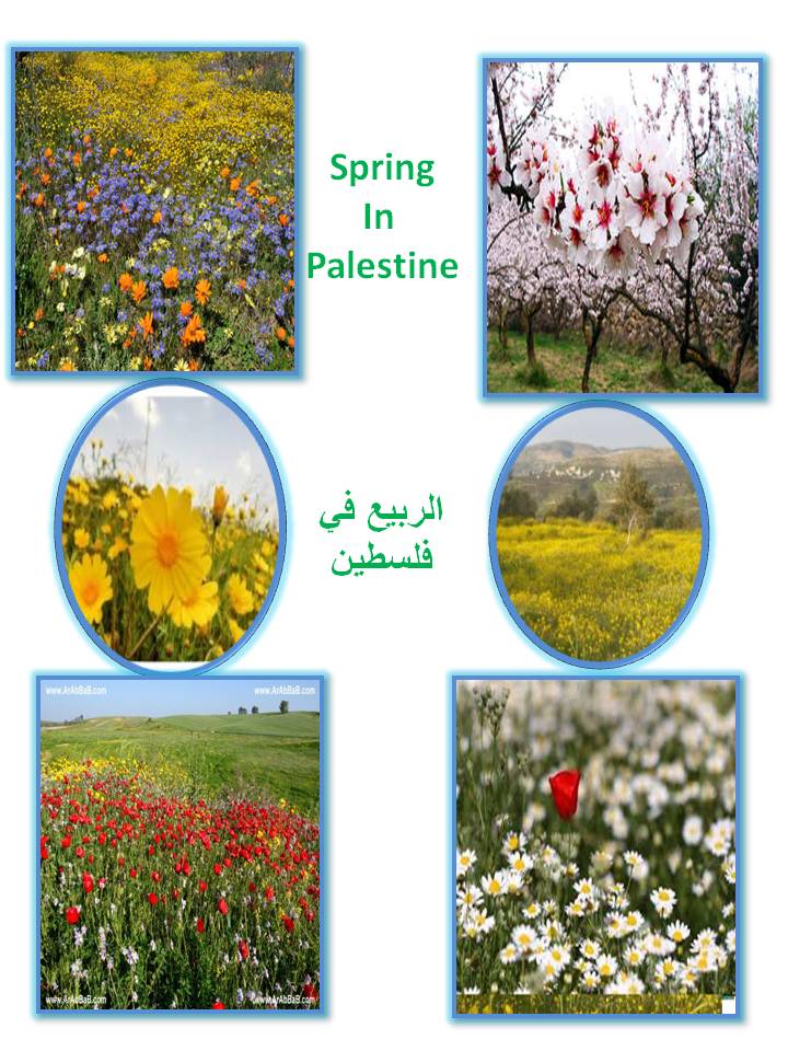 بصمة من فلسطين by etaf baniodeh - Ourboox.com