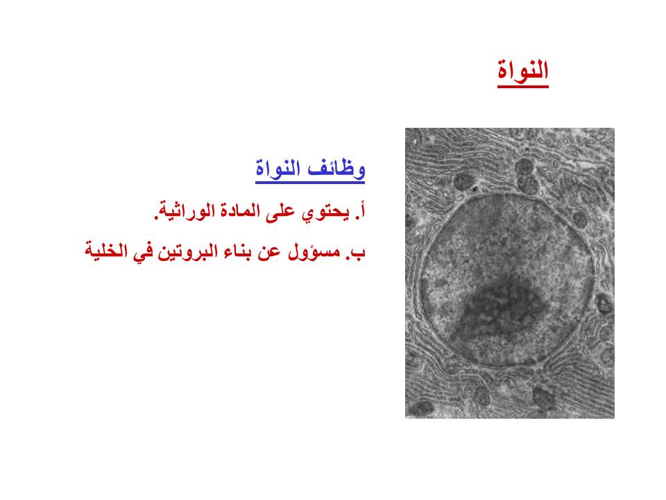 بصمة من فلسطين by etaf baniodeh - Ourboox.com