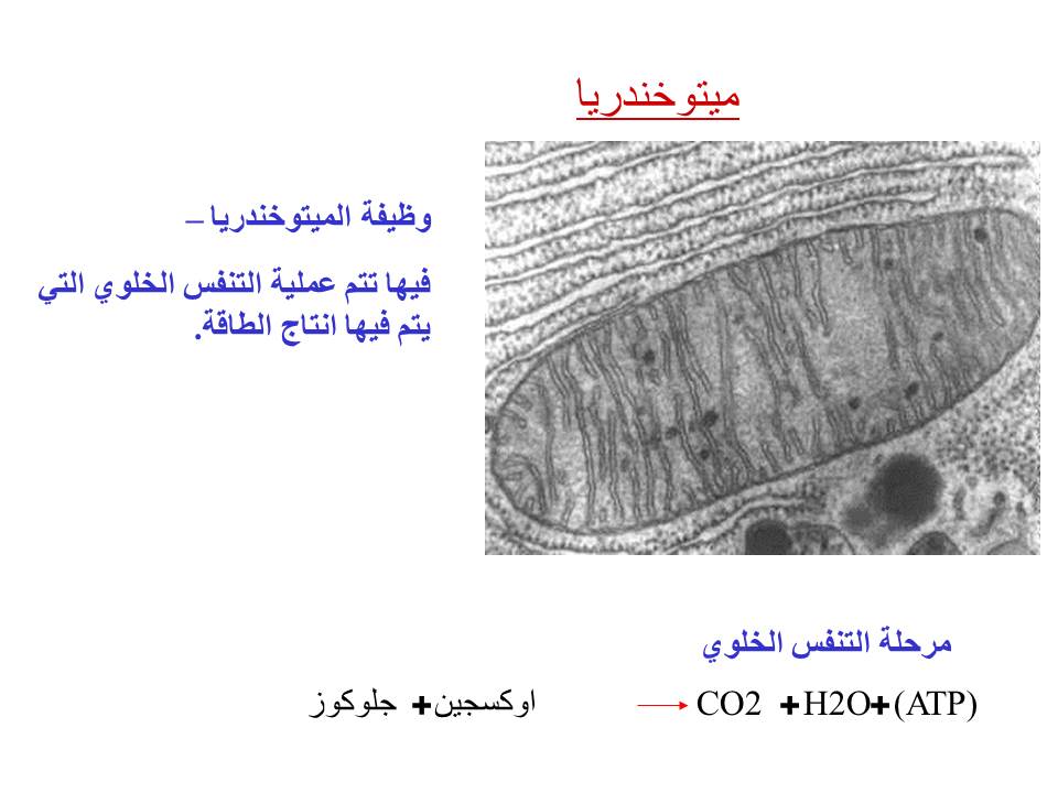 بصمة من فلسطين by etaf baniodeh - Ourboox.com