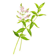 الاعشاب من عين ام الشقف by maysoon halabi - Ourboox.com