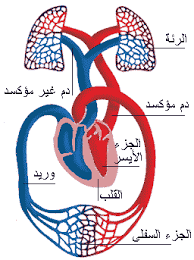 الدور الدموية by youssefabdellatif - Ourboox.com