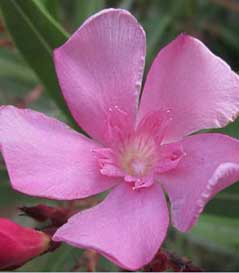 אימא סיפרה לי by noniiiiiiii - Ourboox.com