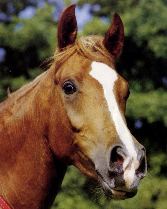 خيل by aya - Ourboox.com