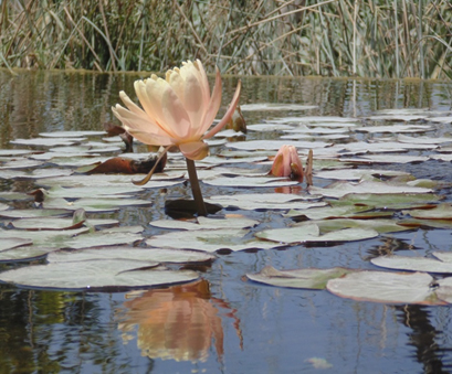 פרויקט עיוני בצילום by shon levi - Ourboox.com