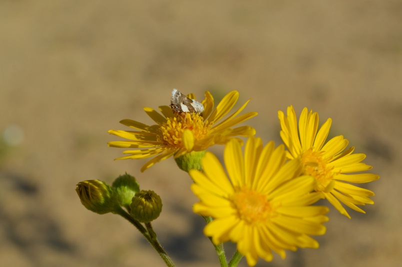 צילום by noyeli - Illustrated by נוי מאור  - Ourboox.com