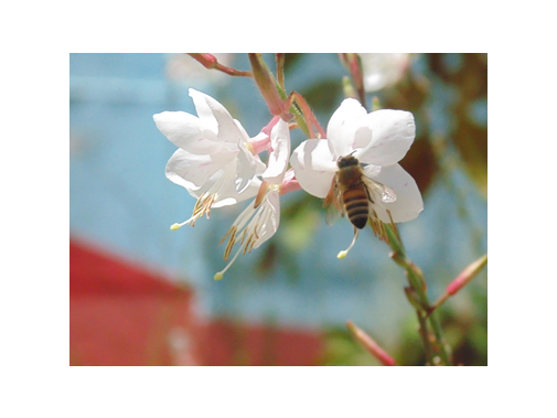 פרויקט עיוני בצילום by shon levi - Ourboox.com