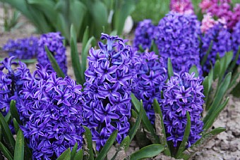 Save the Planet by marina vaknin - Ourboox.com