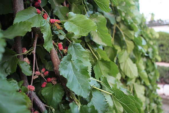 פרויקט עיוני בצילום by shirel kadshny - Ourboox.com