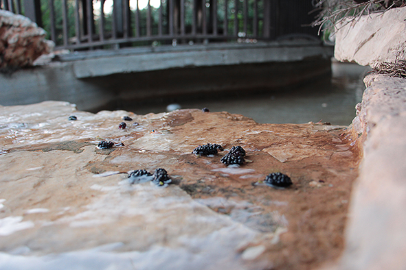 פרויקט עיוני בצילום by shirel kadshny - Ourboox.com