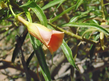 פרויקט עיוני בצילום by shon levi - Ourboox.com