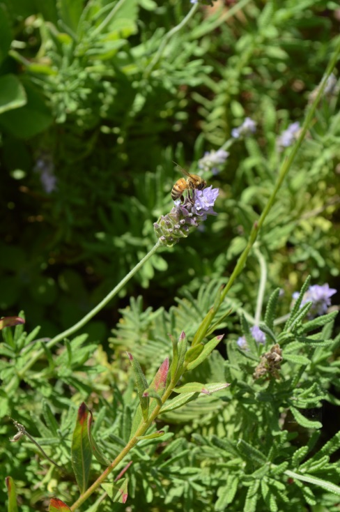 צילום by noyeli - Illustrated by נוי מאור  - Ourboox.com