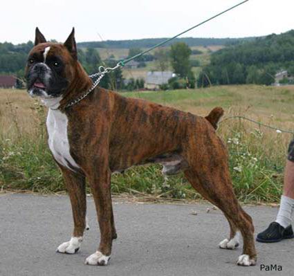 Dogs by solaf sabra raneem massoud - Ourboox.com