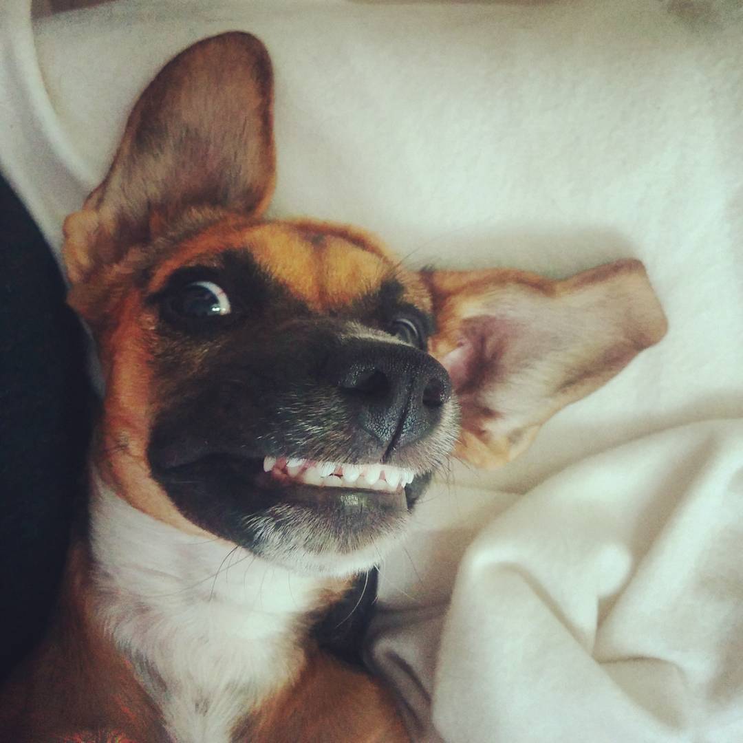 The Sweetest Sweetie by Ayala Snir and Paz Barzilay - Ourboox.com